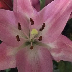 Meet your Posher, Silvia